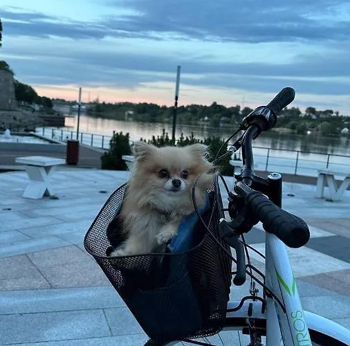 Location Apartament *